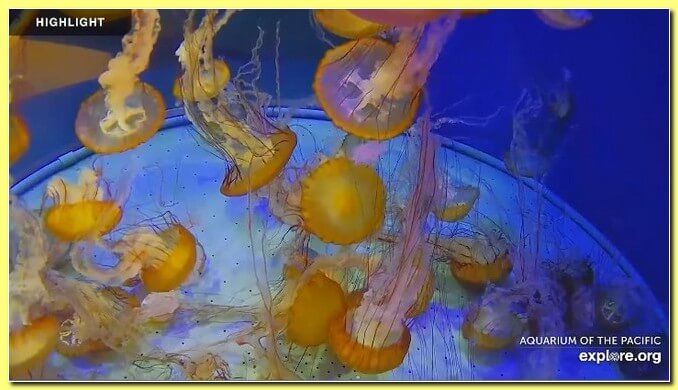 Аквариум-медузы