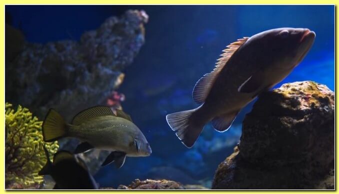 Видео аквариума с расслабляющей музыкой